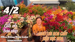 4/2 Năm Luận☎️0386302829 hoa giấy ghép giá rẻ cẩm thạch nhiều màu,ngũ sắc thái, táo vàng táo đỏ