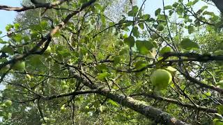 Paradise apple tree