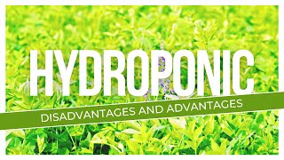 Hydroponic Fodder Disadvantages And Advantages