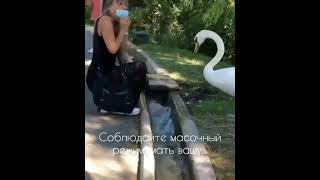 Смешные животные 2021 😂😻 Кошки и собачки👍 Котейка #shorts