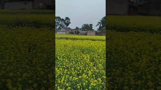 গ্রামের এই চিত্র আপনাকে মুগ্ধ করবে#viral #shorts #enjoy #fun #village #villagelife #mustard #nature