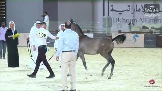 N 108 HAZEM AL YAMEEN   The 12th Local Breed Championship for Arabian Horses 2023   Colt Foals Secti