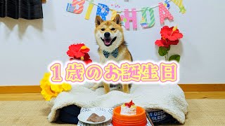 【記念日】柴犬てぃーだ、１歳の誕生日でスペシャルなご馳走とプレゼントを前にどうなる？