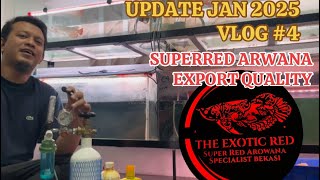 VLOG #4 SUPERRED ARWANA EXPORT QUALITY HARGA MURAH UPDATE JANUARI 2025 THE EXOTIC RED PESAN SEKARANG