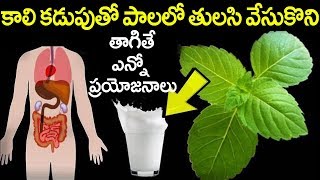 top benefits of milk with tulsi leafs  || Health Benefits of Tulasi Plant