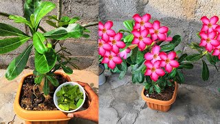 Adenium blooming with aloe vera Magic | Adenium secrets to stunning blooms revealed