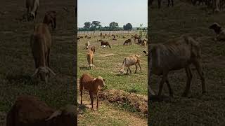 Sheep farming Telangana #Raitunaturalvlog