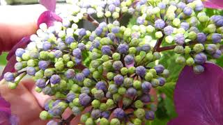 Hydrangea (Hortensia) macrophylla