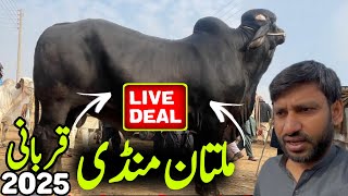 Multan Cow Mandi Updates ❤️‍🔥Beautiful Nookray, Ablak, Cholistani Bulls Update💥| Universal Topics