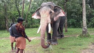 ആന കേരളത്തിൻറെ സായിപ്പ് - ഓമല്ലൂർ ഗോവിന്ദൻകുട്ടി | OMALLOOR GOVINDANKUTTY