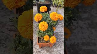 Inka Gadha | ইনকা গাধা ফুল | Beautiful flower on rooftop garden #gadha #flowers #gardening