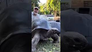 कछुआ के बारे में जानकारी | turtle fact #shorts #ytshorts #turtle