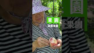 好吃嗎？老農當場驗證！現摘品嚐「水蜜桃」【清隆果園】  #水果 #農村生活 #果園