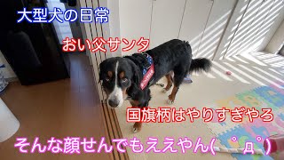 【大型犬の日常】ハーネスユリウスk９を貰って全然嬉しそうじゃない　バーニーズマウンテンドッグ　 bernese mountain dog