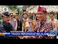 tradisi warga desa cikalong menangkap belalang di sawah upaya berantas hama fokus