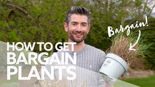 How To Get Cheap \u0026 Bargain Plants! | Plant Shopping Tips | What To Look For!