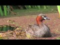 カイツブリ_132_巣造り2024.7.7.1 2_多摩川_little grebe_4k