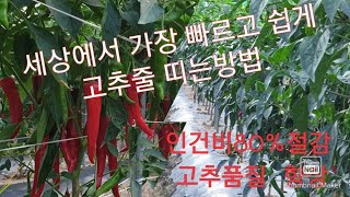 가장 빠르고 쉽게 고추줄 띠는방법