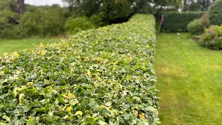 Trimming a Fagus sylvatica hedge #gardening #hedgecutting #stihl #henchman