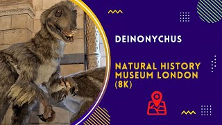 Deinonychus at the Natural History Museum