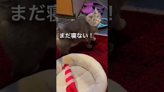 トイレの窓が開かず..   お昼寝もしたくなく..   煮干しもまだ食べてないと鳴く猫…   #cat #風の猫 #保護猫 #ねこ #さっちゃん