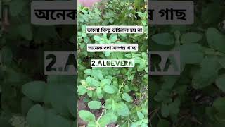 এগুলো গুন  সম্পূর্ণ গাছ, অসুখের হাত থেকে এই গাছ গুলো আমাদের মুক্তি, আশা করি  গাছগুলো ভাইরাল হবে #ll