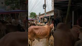 বিশাল লাল গরু কোরবানির জন্য #cow #cow #shots