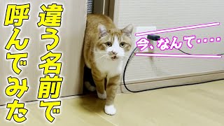 長男猫の名前をわざと間違えて呼んでみた結果が凄かった…笑[茶トラのクラちゃん]