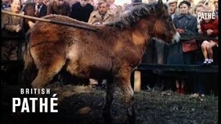 Bampton Fair (1955)