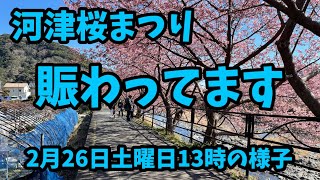 [ 2022 河津桜 ] 2月26日 賑わう土曜日 今日の河津桜まつり 河津桜開花速報 伊豆 河津町 ライブカメラ　観光PR大使