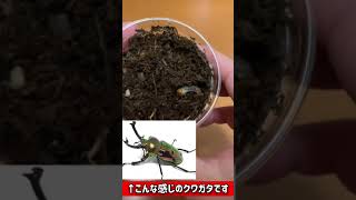 ニジイロクワガタの幼虫ボトル替え