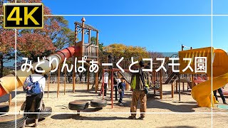 【2021年11月】浅川台からみどりんぱぁーくと水巻町コスモス園まで歩いてみた【4K】