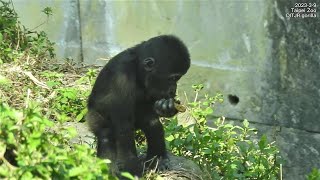 Silverback Gorilla D'jeeco Family Foraging 2023-3-9 14:58-15:39