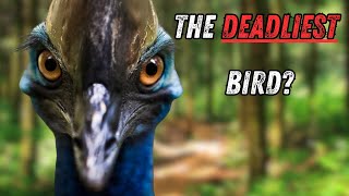 Cassowary: The World's Most Dangerous Bird?