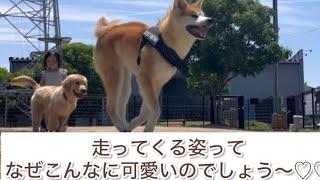 【走ってきてくれる可愛いすぎる大型犬】　#大型犬  #秋田犬  #犬の動画 #akitainu  #puppydog #日本犬　#japanesedog  #dog #ゴールデンレトリバー　#仔犬