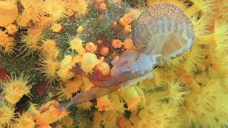 Corals eating jellyfish (Astroides calycularis vs Pelagia noctiluca)