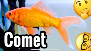 Comet Goldfish Tank Care \u0026 Growth - Common?