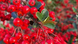 Pyracantha Red Berries #pyracantha #redberries