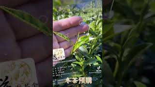 🎉益春茶舍嘉義朴子旗艦店歡慶一週年🎉🎉#2022益春茶舍