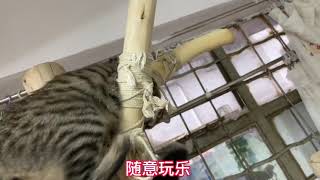 家猫与流浪猫的区别，看姿势就不一样，看完你还爱自由吗？