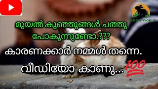 മുയൽകുഞ്ഞുങ്ങൾ ചത്ത്പോകുന്നുണ്ടോ.?? | Are rabbits dying ???