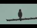 イカルの鳴き声 1 ～囀り～　japanese grosbeak