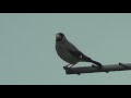 イカルの鳴き声 1 ～囀り～　japanese grosbeak