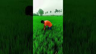 వ్యవసాయానికి మించిన పని మరి ఎక్కడ దొరకదు#farmerlife #farmer #agriculture #రైతు బిడ్డ#🌾🌾🌾🌾🌾