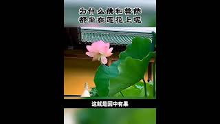 为什么佛和菩萨都坐在莲花上，传统文化 ，佛法禅理 ，好运莲莲 ，荷花 ，阿弥陀佛