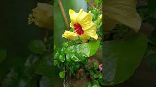 #yellow hibiscus#beautifulflowers#loveforflower #