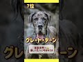 優しい性格が多い犬種ランキング🩵愛犬を見つけられたかな？🔍✨