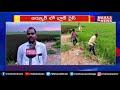 ఆర్మూర్ లో బ్లాక్ రైస్ black rice u0026 red rice farming in navipet nizamabad mahaa news