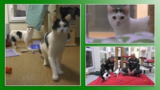 Katzenvermittlung - November/Dezember 2020 (Tierheim Hannover TV)