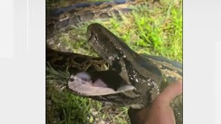 Rollins College student catches one of the longest pythons ever captured in Florida